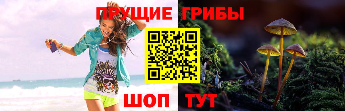 Псилоцибиновые грибы мицелий Балахна